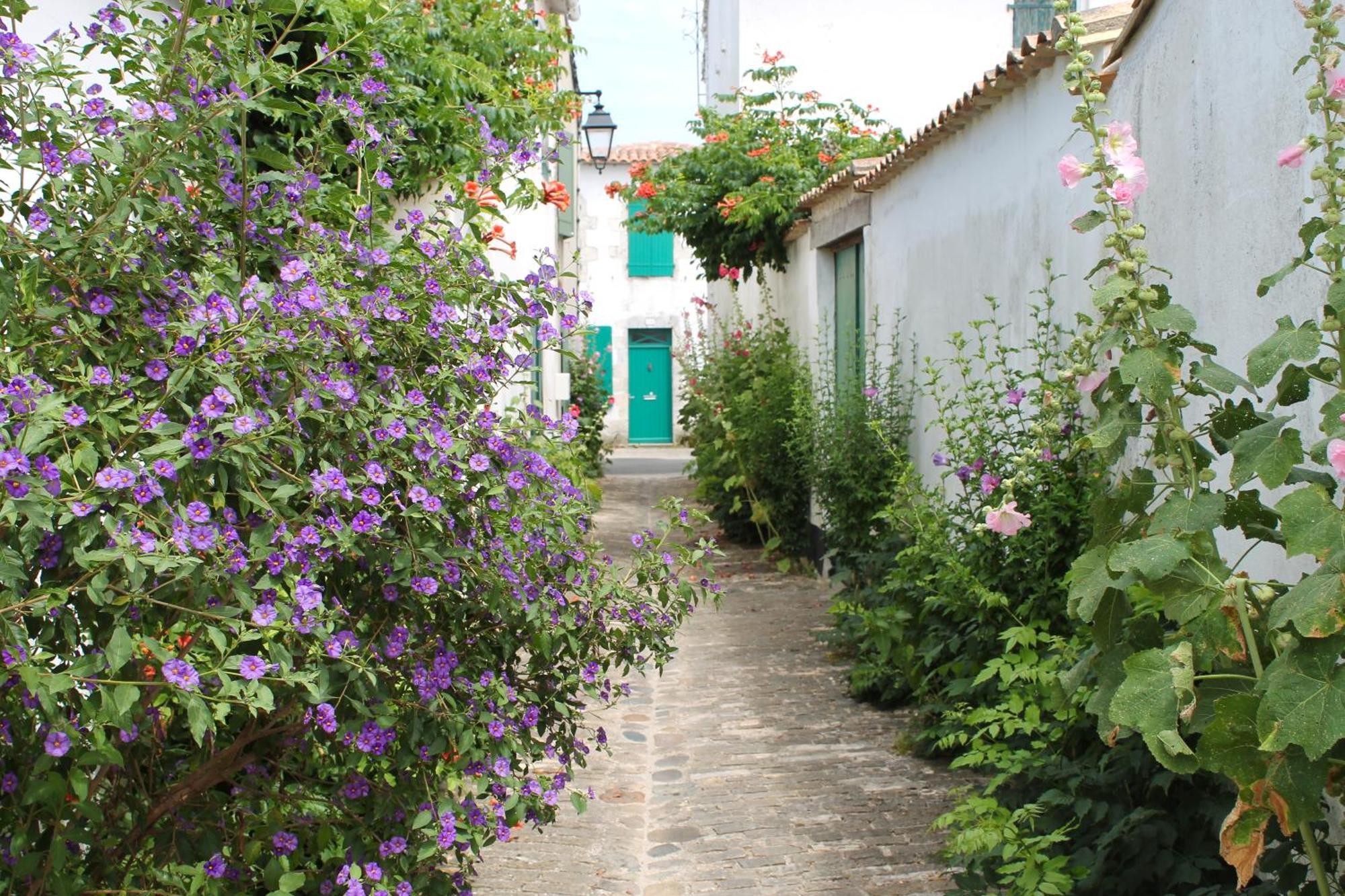 Le Clos Des Vieux Moulins La Flotte Esterno foto